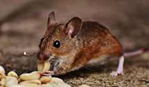24 Hour & Emergency Exterminators in Forest City, IL